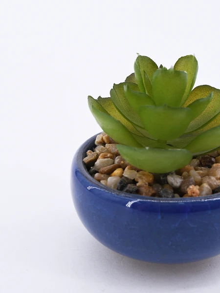 SUCULENTA VERDE