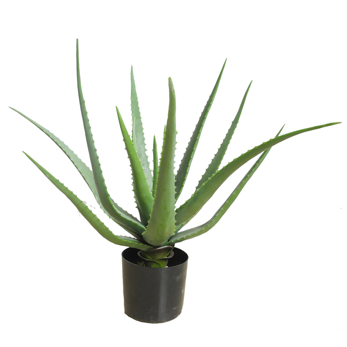 PLANTA ALOE VERA 50CM 14 HOJAS MACETA 
