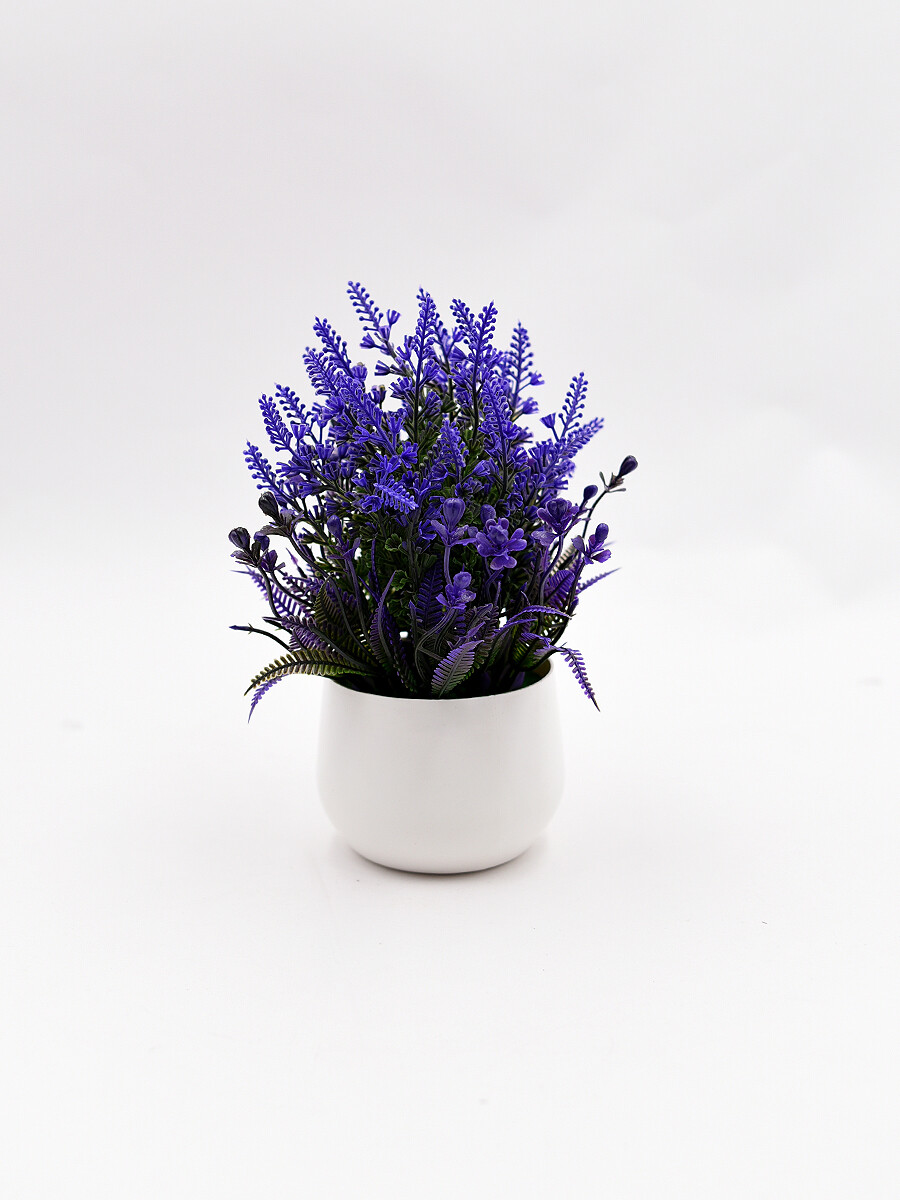 PLANTA LAVANDA - VIOLETA 