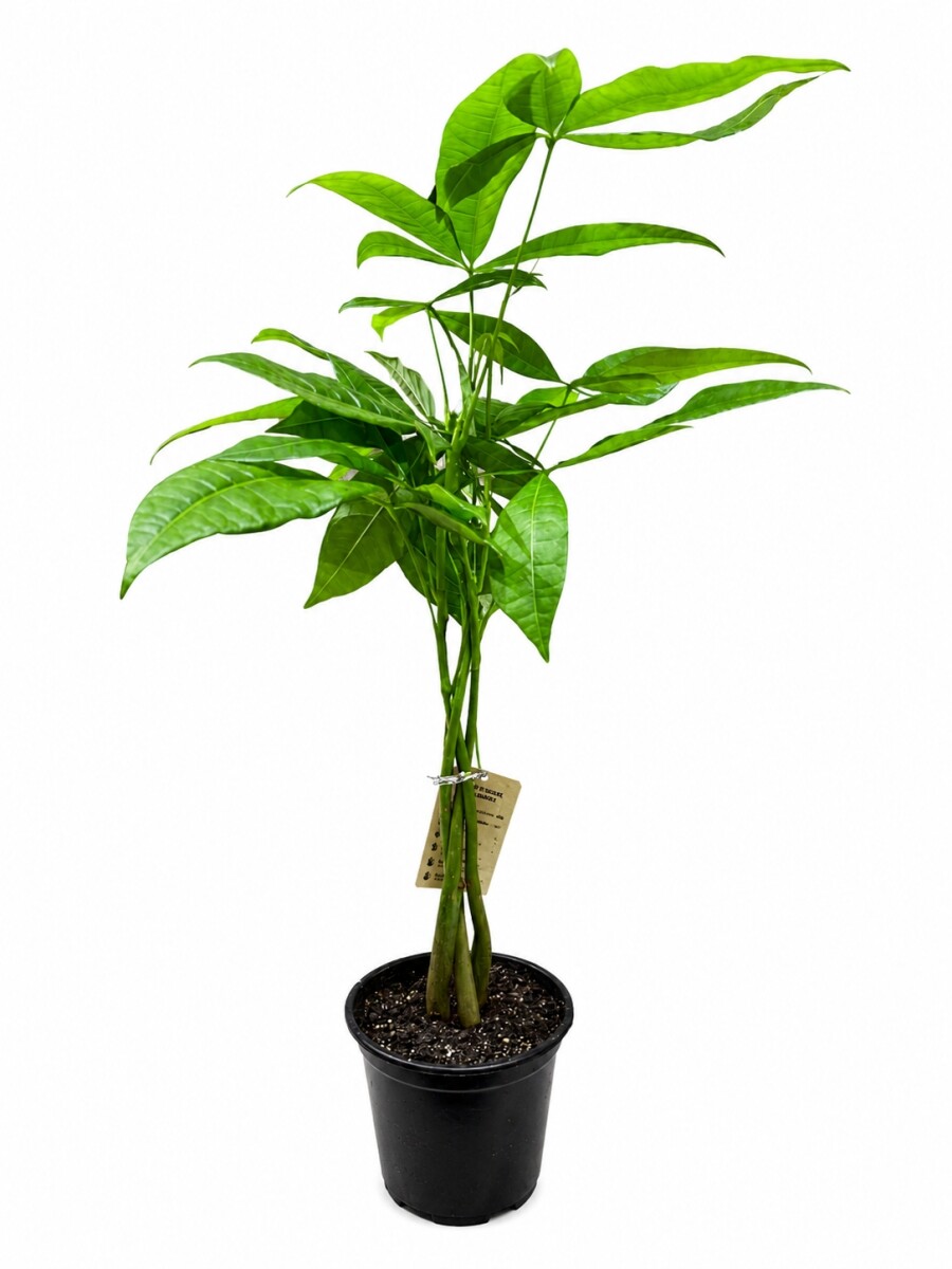 MONEY TREE (PACHIRA AQUATICA) MONEY TREE (PACHIRA AQUATICA)