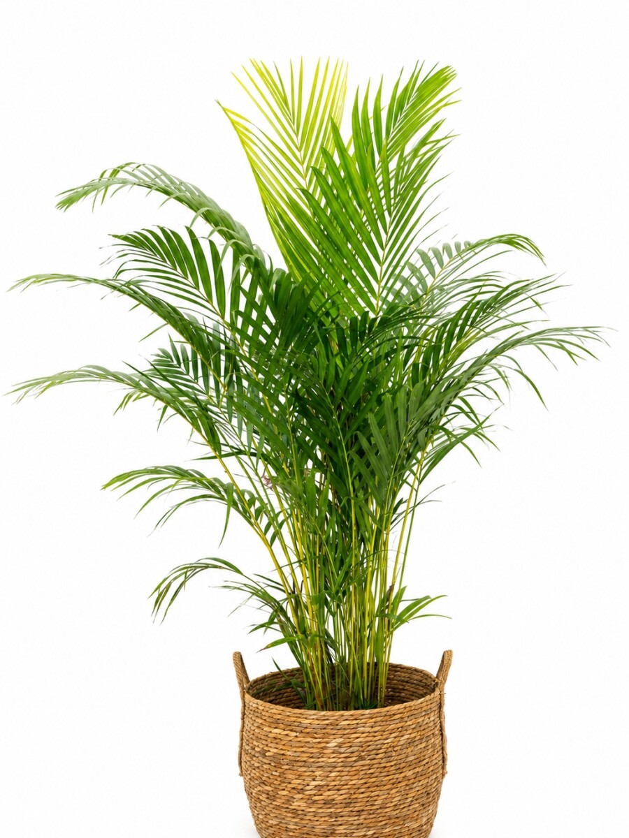 PALMERA ARECA EN CANASTO PALMERA ARECA EN CANASTO