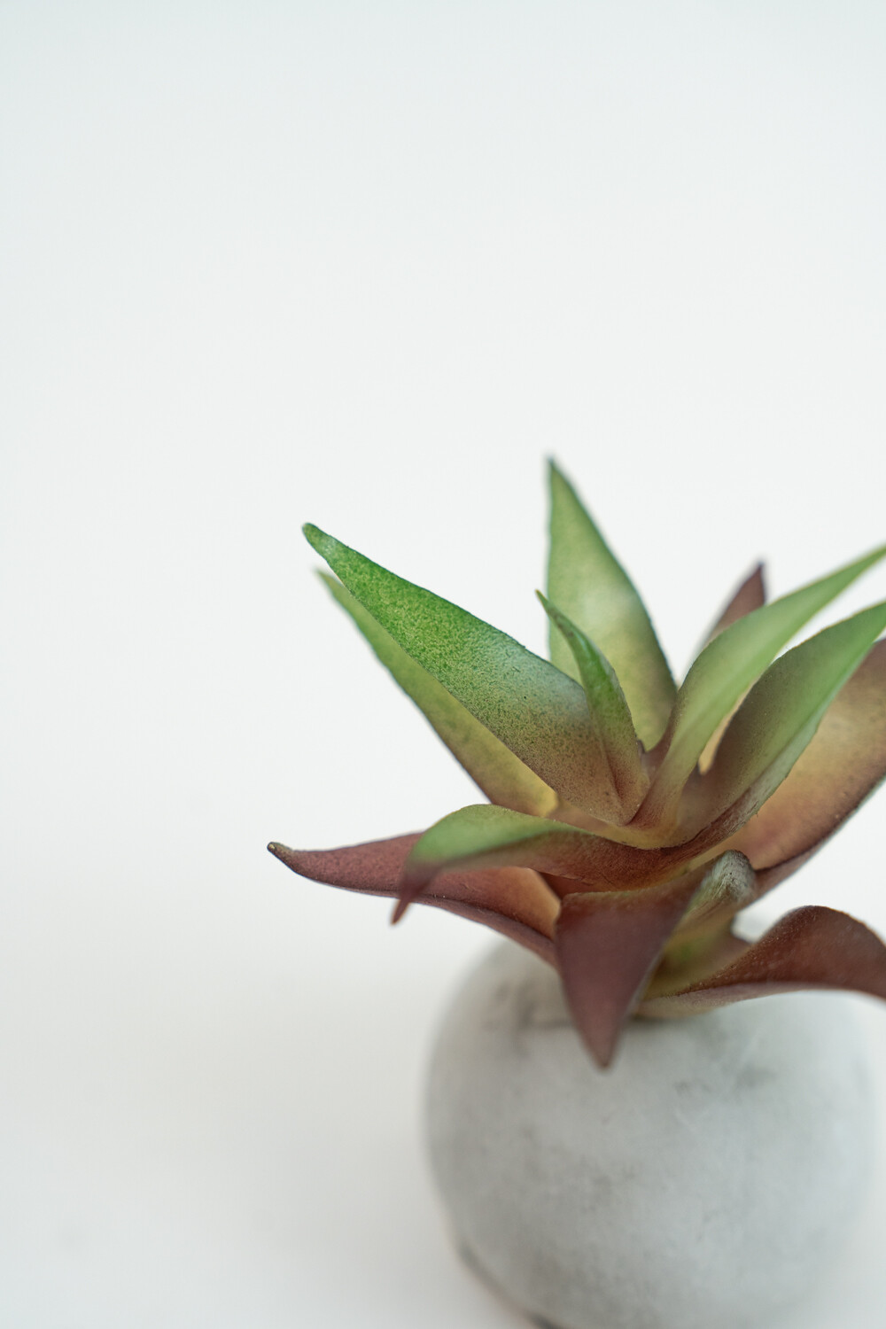 Planta Moa Mini, Mix Color Unico