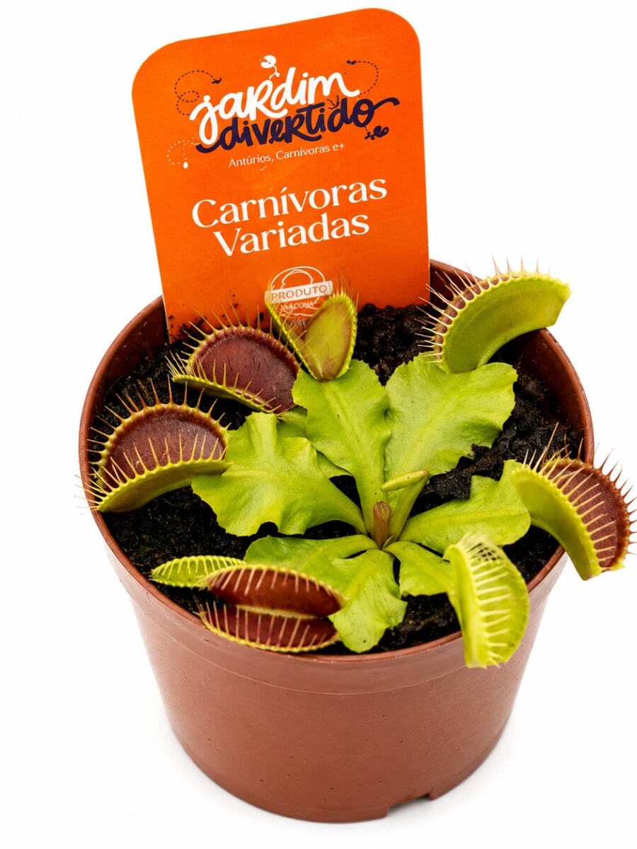PLANTA INSECTÍVORA DIONAEA ( CARNIVORA ) PLANTA INSECTÍVORA DIONAEA ( CARNIVORA )