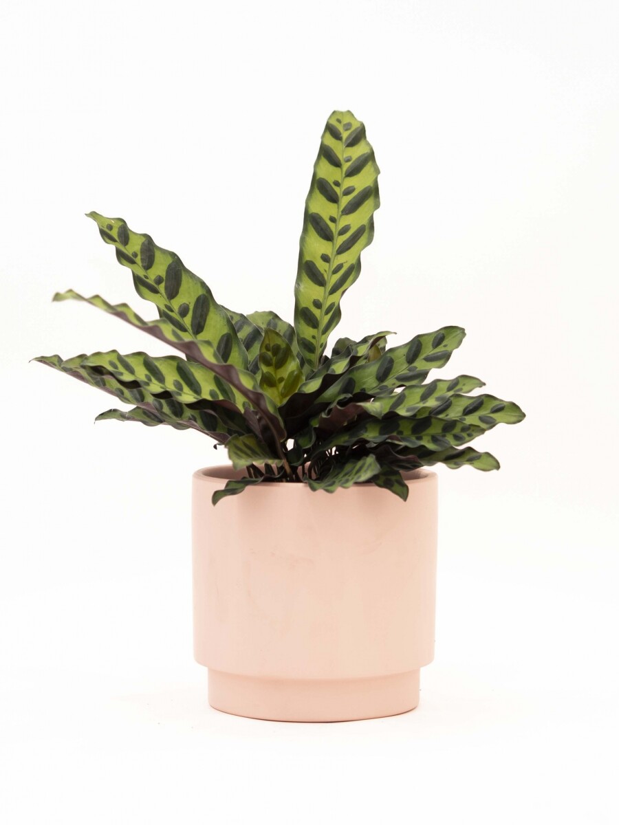 CALATHEA CON MACETA CERAMICA ROSA