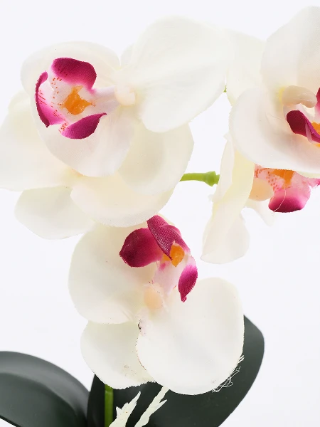 ORQUIDEA ROJO