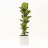 FICUS LYRATA BABY CON MACETA CERAMICA BLANCA