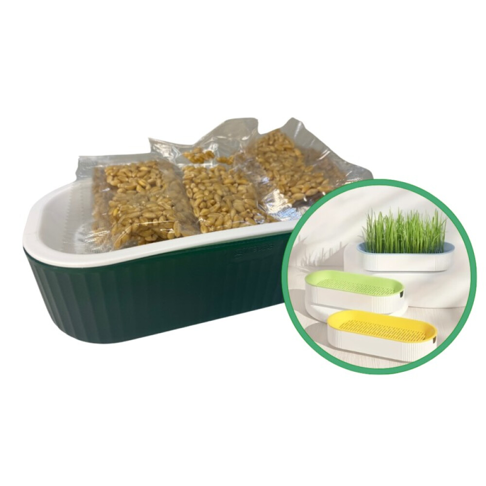 BANDEJA CON SEMILLERO CATNIP GATO BANDEJA CON SEMILLERO CATNIP GATO