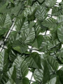 ENREDADERA VERDE