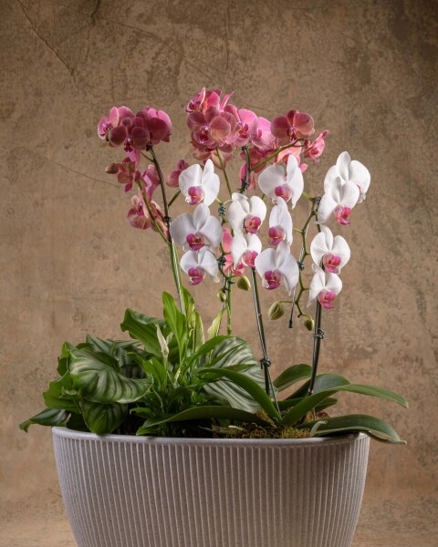 Armonía Floral Armonía Floral