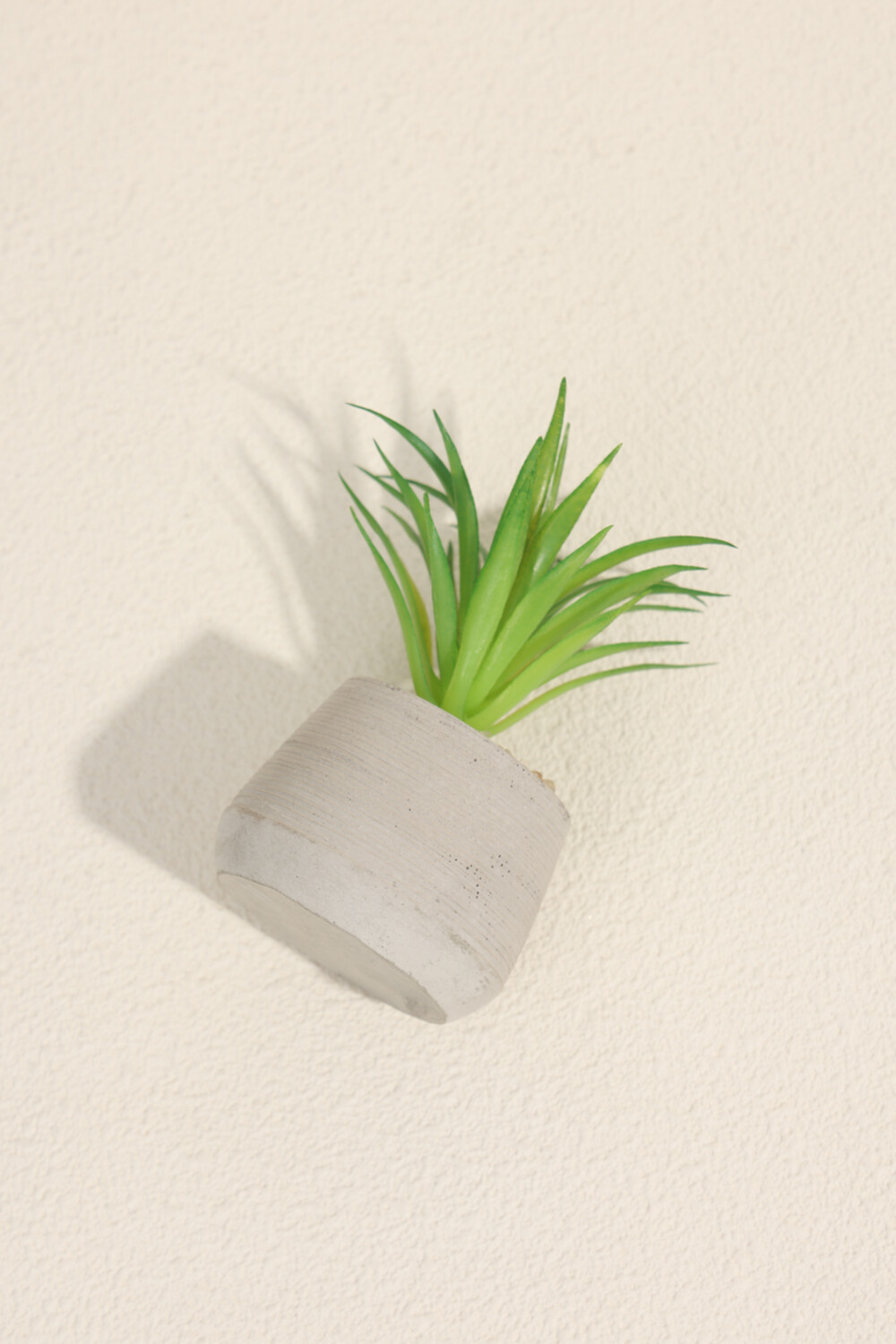Planta Suculenta 694 Mini, Mix Color Unico