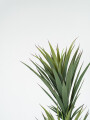 Planta Yucca 150cm Color Unico