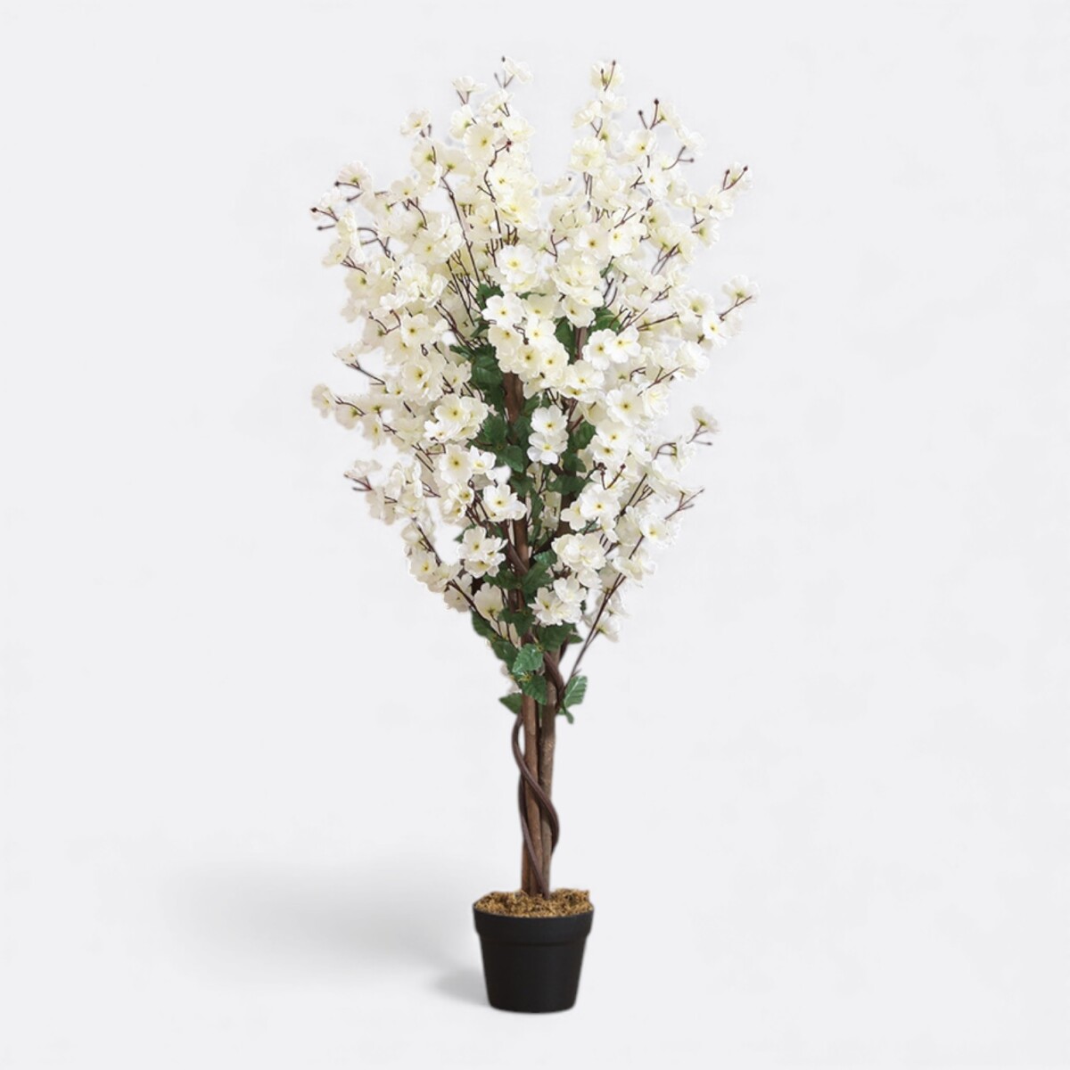 Árbol Sakura En Flor 