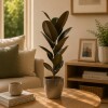 FICUS ELASTICA BURGUNDY EN PORTAMACETA PLASTICO GRAFITO