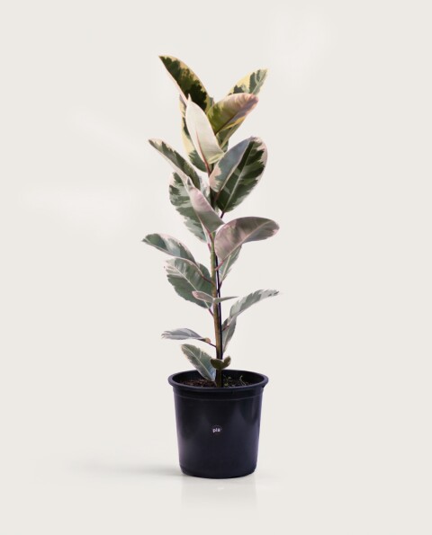 Ficus Elástica XL - Variegado - H: 1m Ficus Elástica XL - Variegado - H: 1m