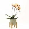 ORQUIDEA CURVA CON MACETA VERDE Y SOPORTE