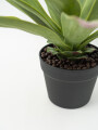 Planta Gasteria Color Unico