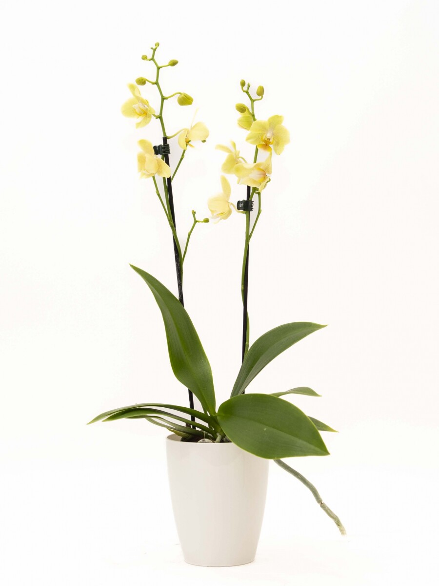 ORQUÍDEA MINI CON PORTA MACETA PORTA MACETA BLANCO
