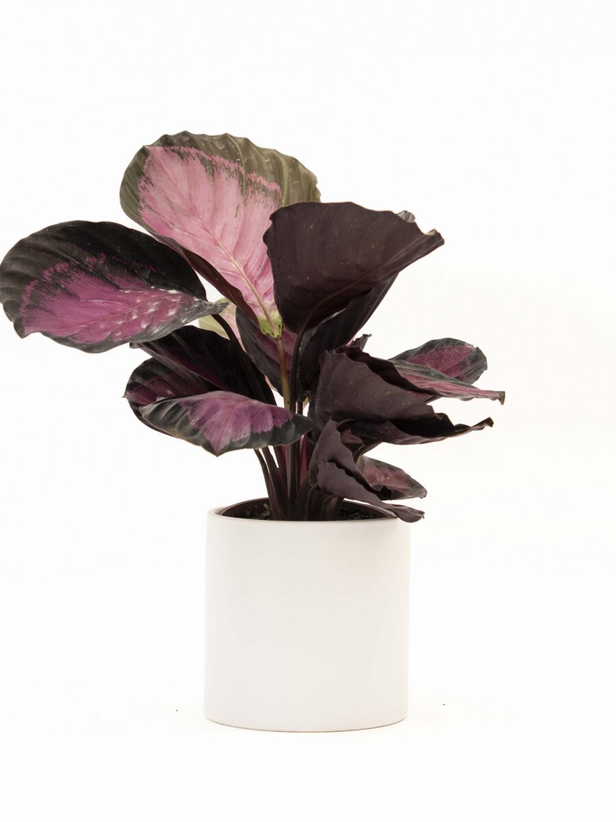 CALATHEA CON MACETA CERAMICA BLANCA