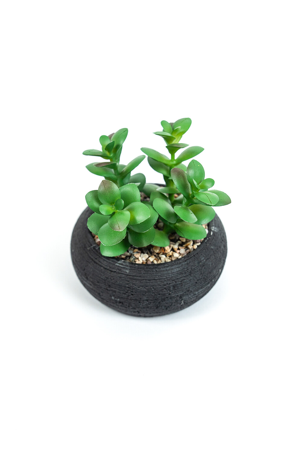 Planta Quovi Estampado 1