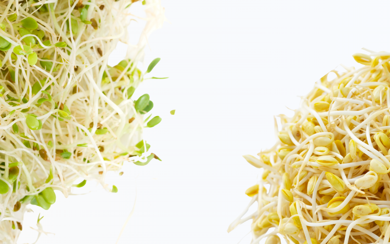 Extractos germinados de Soja y Alfalfa: el poder de la regeneración natural para la piel