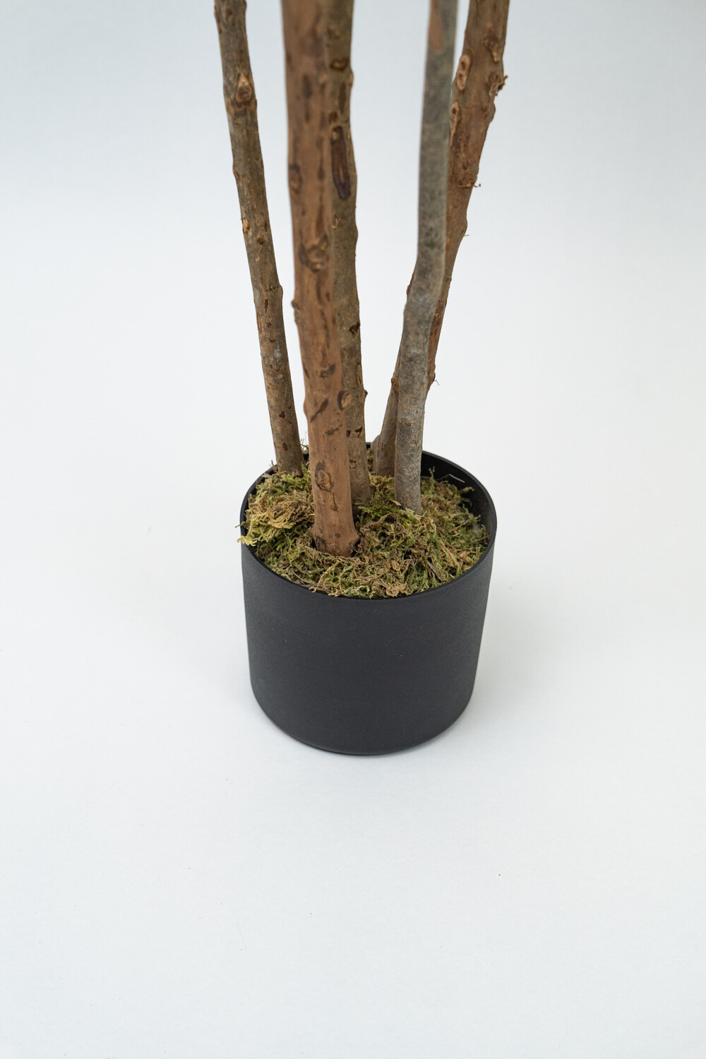Planta Dracaena Fragrans Color Unico