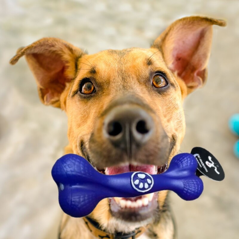 JUEGUETE HUESO TORNEADO CHIFLE PARA PERRO JUEGUETE HUESO TORNEADO CHIFLE PARA PERRO
