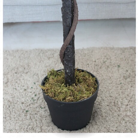 Árbol Rosal Blanco Tronco Trenzado Árbol Rosal Blanco Tronco Trenzado