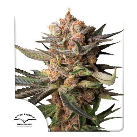 Auto Frozen Biscotti X3 - Dutch Passion Auto Frozen Biscotti X3 - Dutch Passion