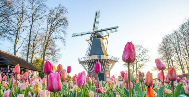 TRAS LOS TULIPANES : Holanda y Bélgica Del 2 al 14 de mayo - 13 Dias