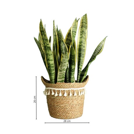 Canasto Seagrass 28 cm Liso