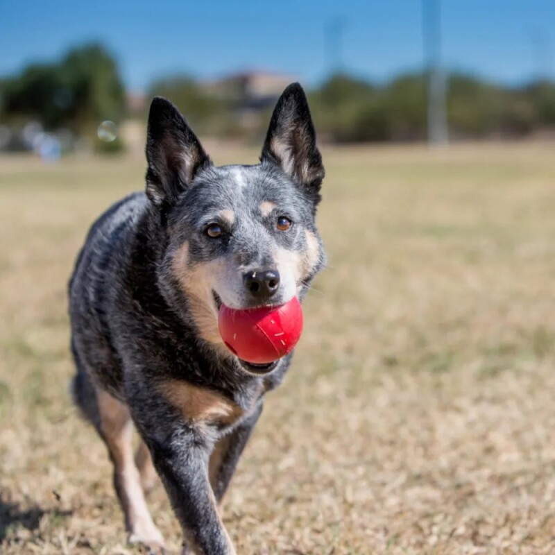 Kong Ball Small Kong Ball Small