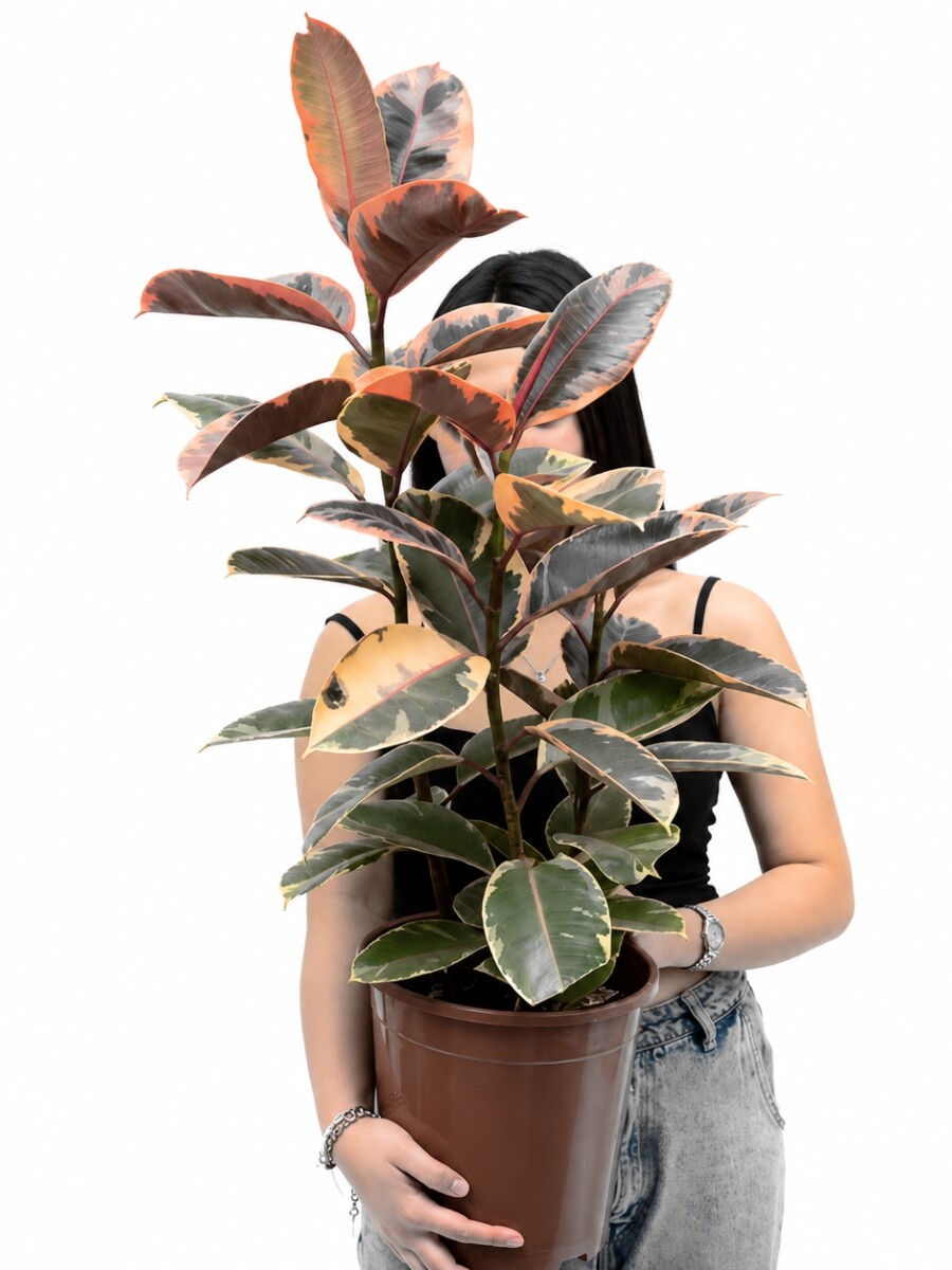 FICUS ELASTICA (GOMERO) VARIEGADO ROSADO (RUBY) L VARIAS RAMAS FICUS ELASTICA (GOMERO) VARIEGADO ROSADO (RUBY) L VARIAS RAMAS