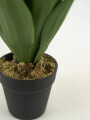 Planta Yucca 35cm Color Unico