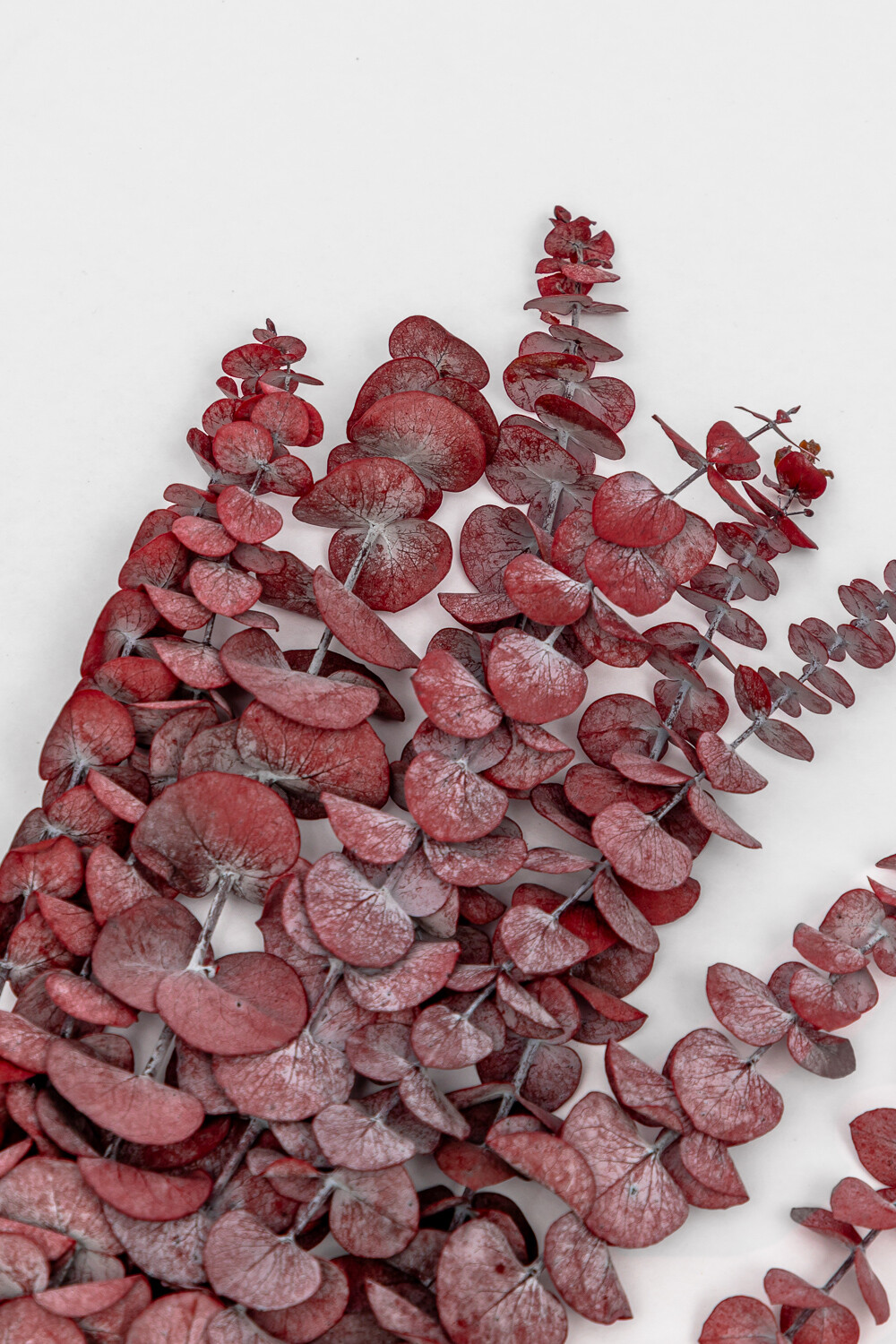 Deco Floral Hojas De Eucalipto Color Unico