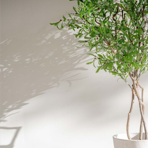 Planta / Olivo 2.00 m Planta / Olivo 2.00 m