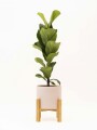 FICUS LYRATA BABY CON MACETA CERAMICA ROSA CON SOPORTE