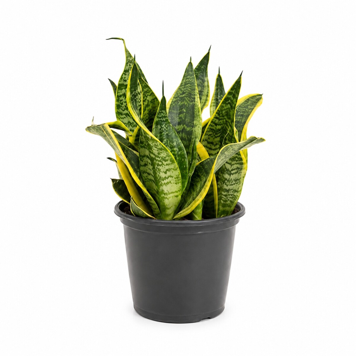 SANSEVIERIA ( ESPADA DE SAN JORGE) M HOJAS BAJAS 