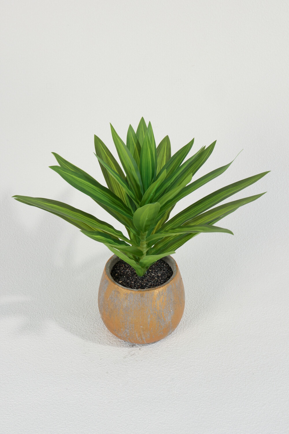 Planta Dracaena Fragrans 25cm Color Unico