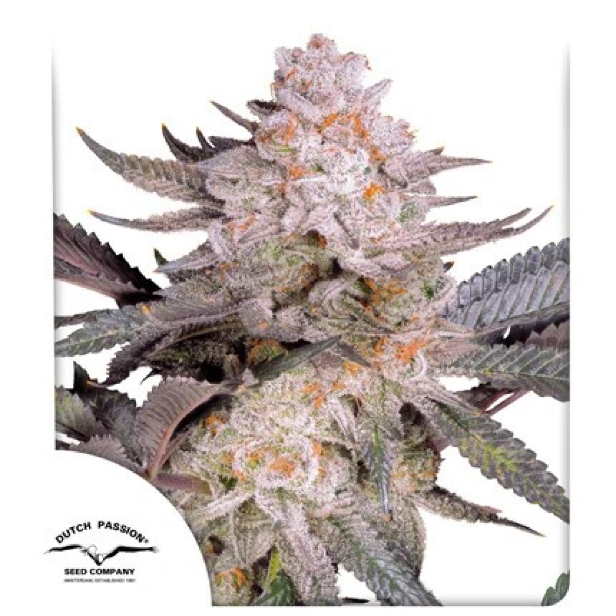 Orange Bud 2.0 X3 - Dutch Passion 