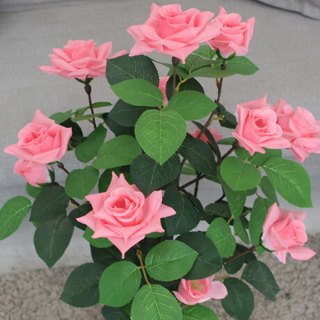 Árbol Rosa Realeza Árbol Rosa Realeza