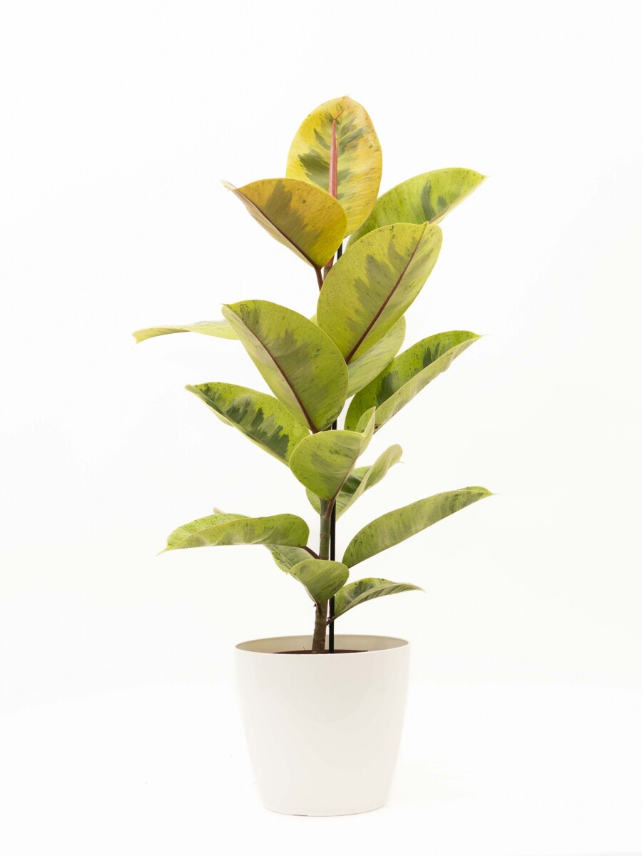 FICUS ELASTICA SHIVERIANA EN PORTAMACETA PLASTICO BLANCO