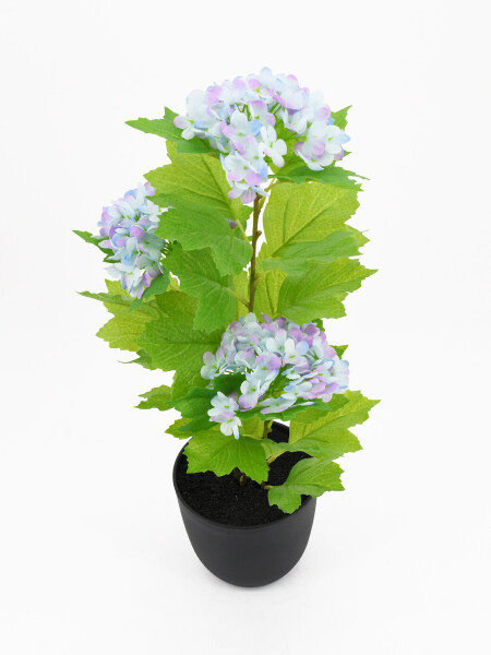 HORTENCIA MACETA PLASTICO VIOLETA