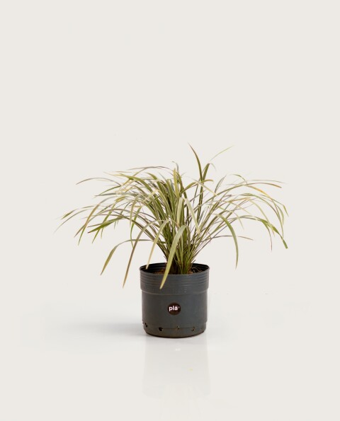 Liriope Variegado - H:30cm
