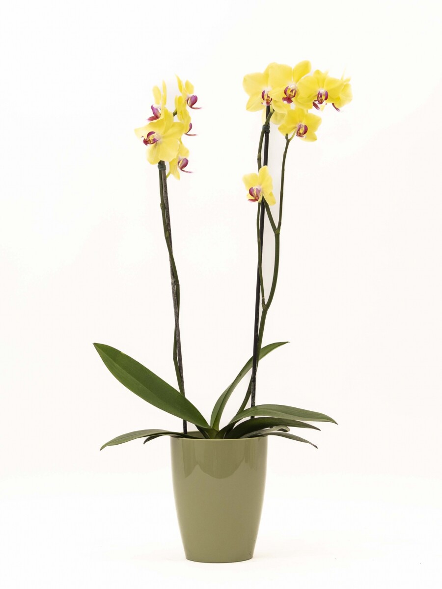 ORQUIDEA CON PORTA MACETA VERDE