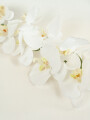 Flor Orquídea Phalaenopsis Color Unico