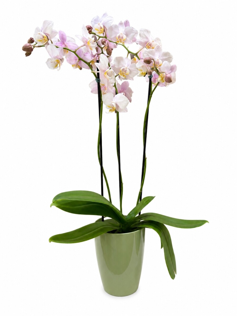 ORQUÍDEA MINI CON MACETA VERDE