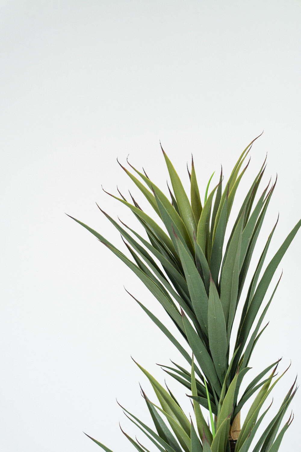 Planta Yucca 150cm Color Unico