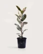 Ficus Elástica XL - Variegado - H: 1m Ficus Elástica XL - Variegado - H: 1m