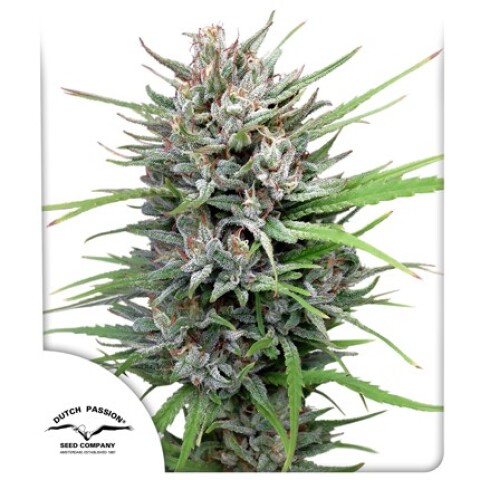 FEM - PASSION #1® X3 UNIDADES FEM - PASSION #1® X3 UNIDADES