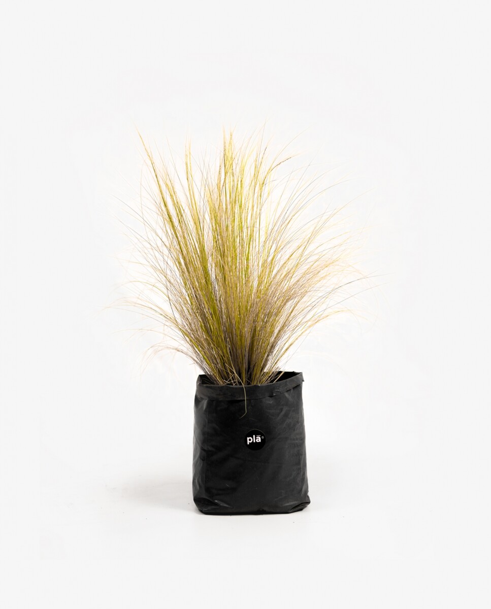 Stipa tenuissima - H: 40cm 